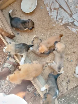 1-3 months Male Mixed Breed American Pit Bull Terrier