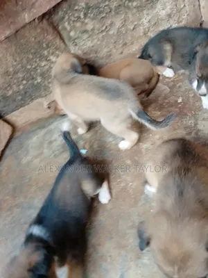 1-3 months Male Mixed Breed American Pit Bull Terrier