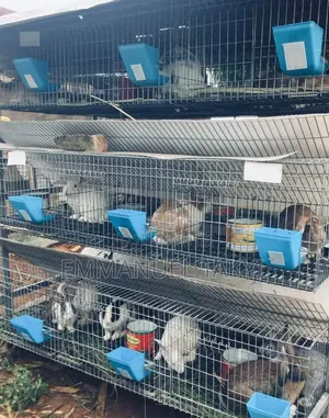 Rabbit Cage
