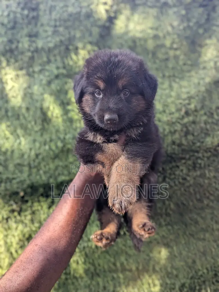 1-3 months Male Purebred German Shepherd