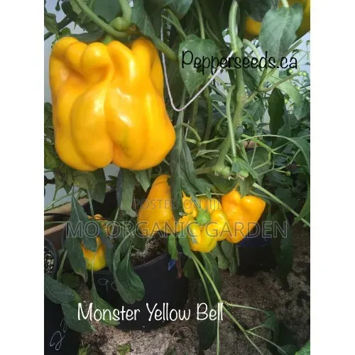 Monster Yellow Pepper Seeds