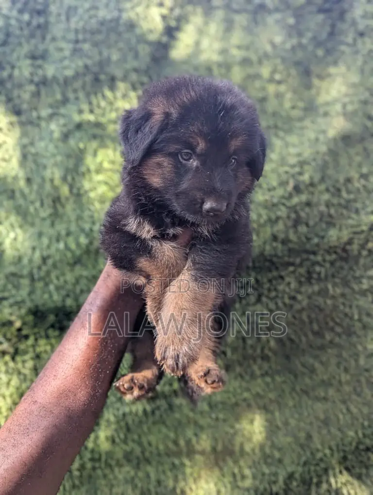 1-3 months Male Purebred German Shepherd
