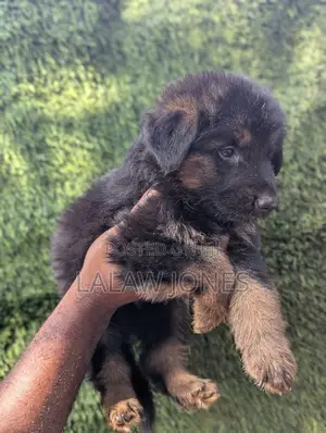 1-3 months Male Purebred German Shepherd