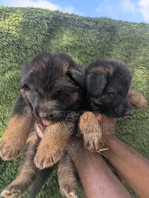 1-3 months Male Purebred German Shepherd