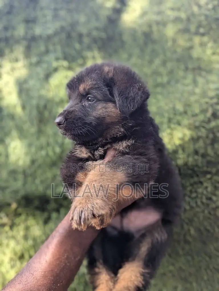 1-3 months Male Purebred German Shepherd