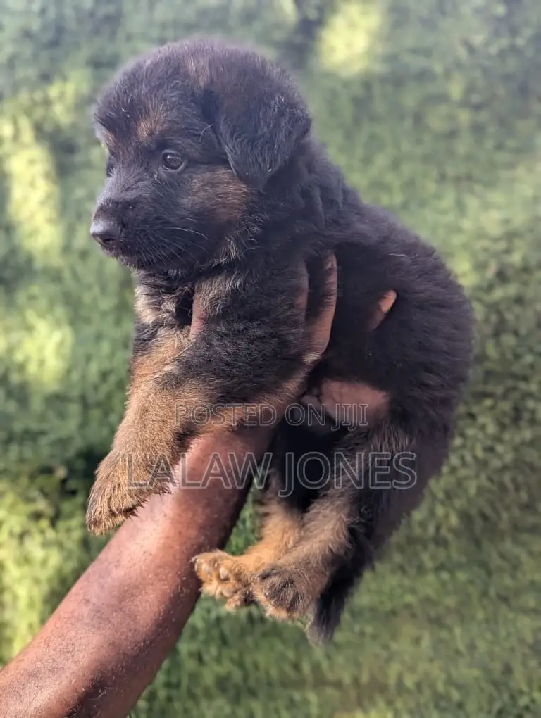 1-3 months Male Purebred German Shepherd