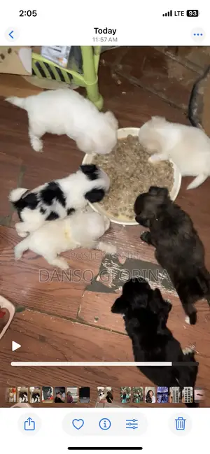 0-1 month Female Purebred Maltese
