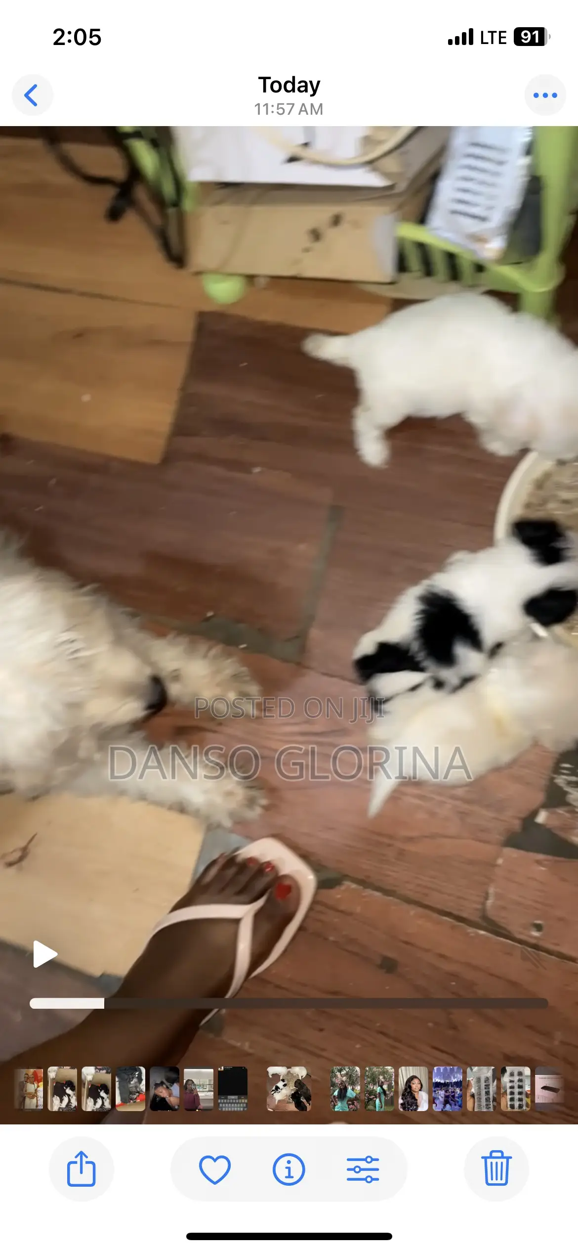 0-1 month Female Purebred Maltese