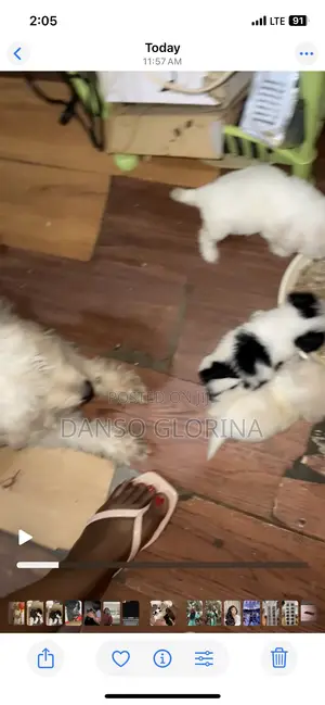 0-1 month Female Purebred Maltese