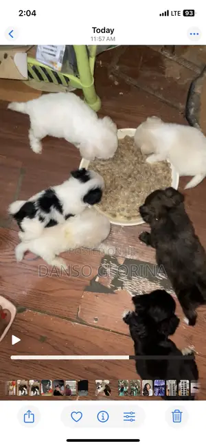 0-1 month Female Purebred Maltese