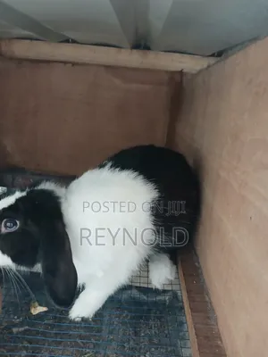 Big Healthy Rabbit