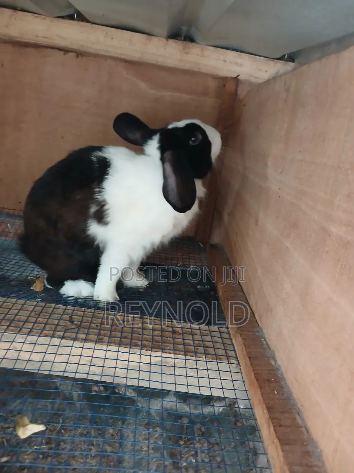 Big Healthy Rabbit
