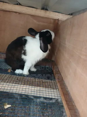 Big Healthy Rabbit
