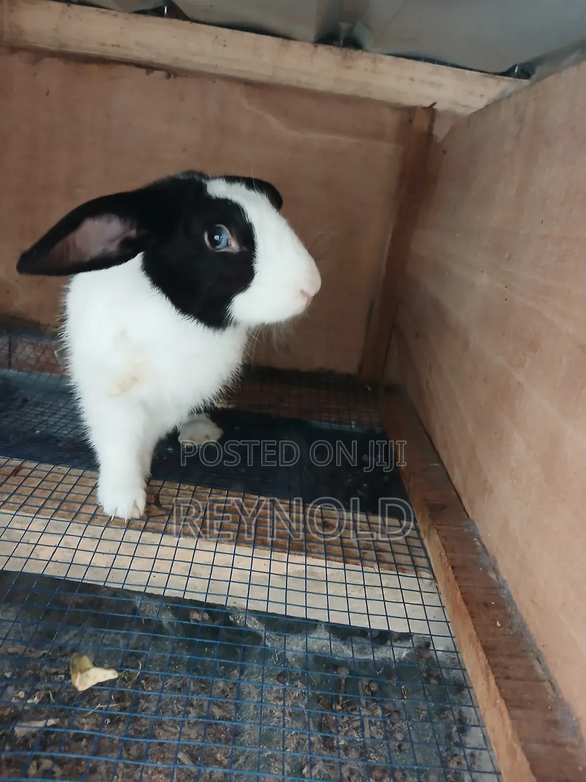 Big Healthy Rabbit