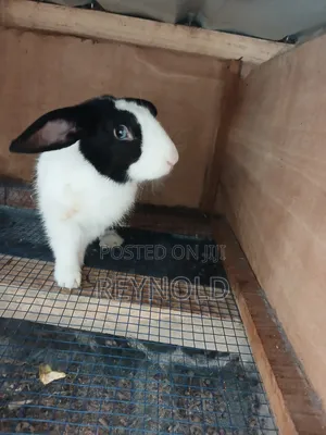 Big Healthy Rabbit