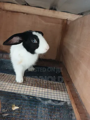 Big Healthy Rabbit