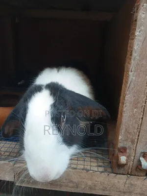 Big Healthy Rabbit