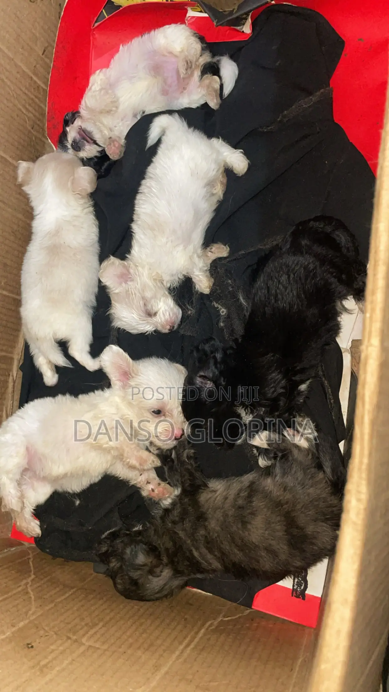 1-3 months Female Purebred Maltese