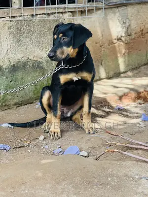3-6 months Female Mixed Breed Boerboel