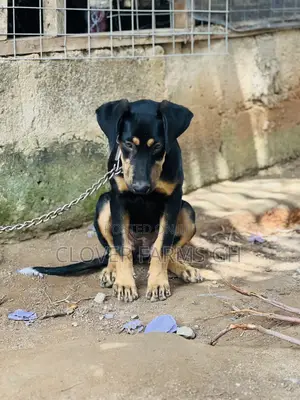 3-6 months Female Mixed Breed Boerboel