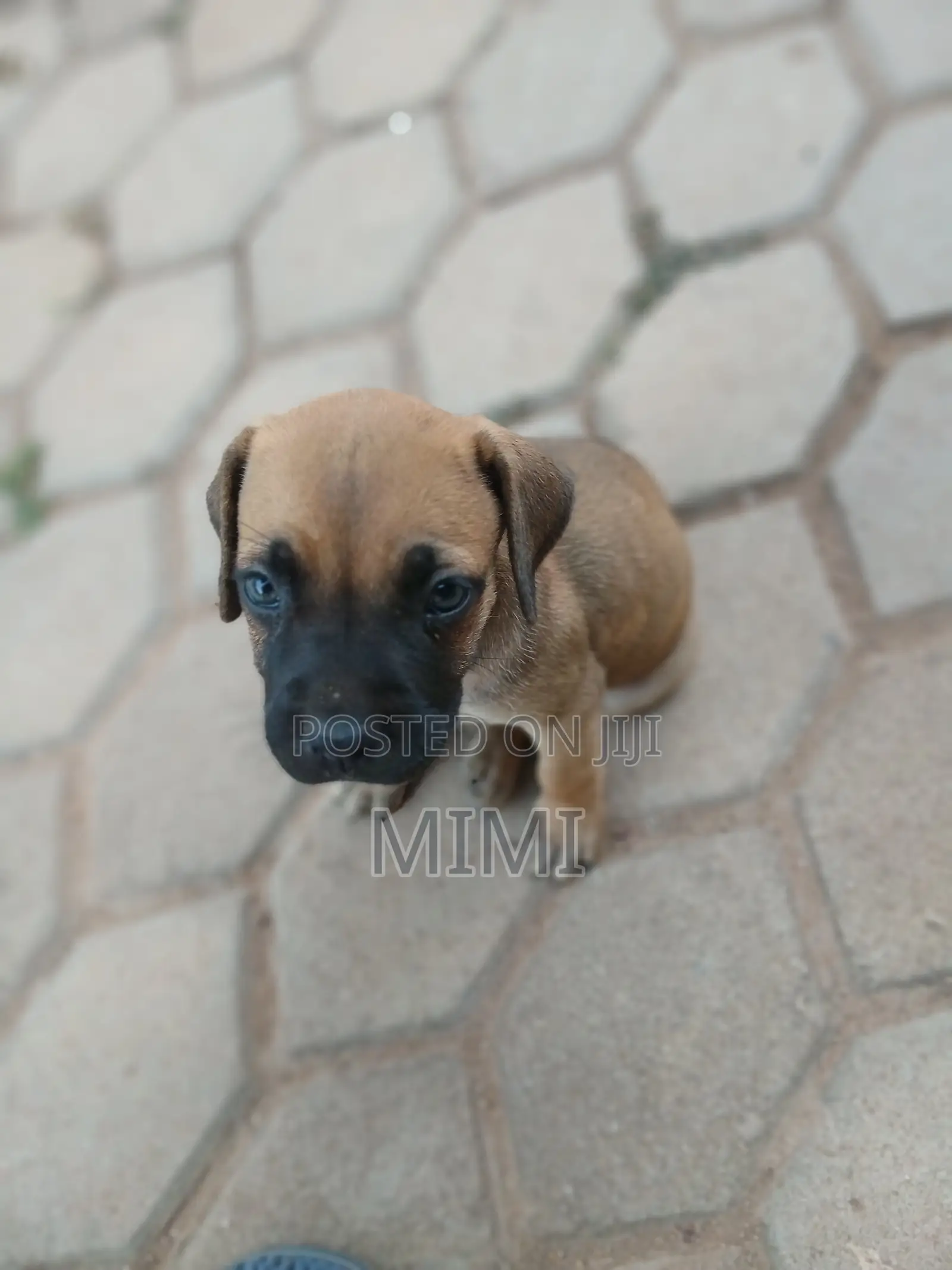 1-3 months Female Purebred Boerboel