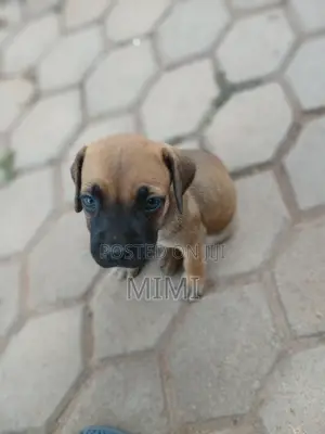 1-3 months Female Purebred Boerboel