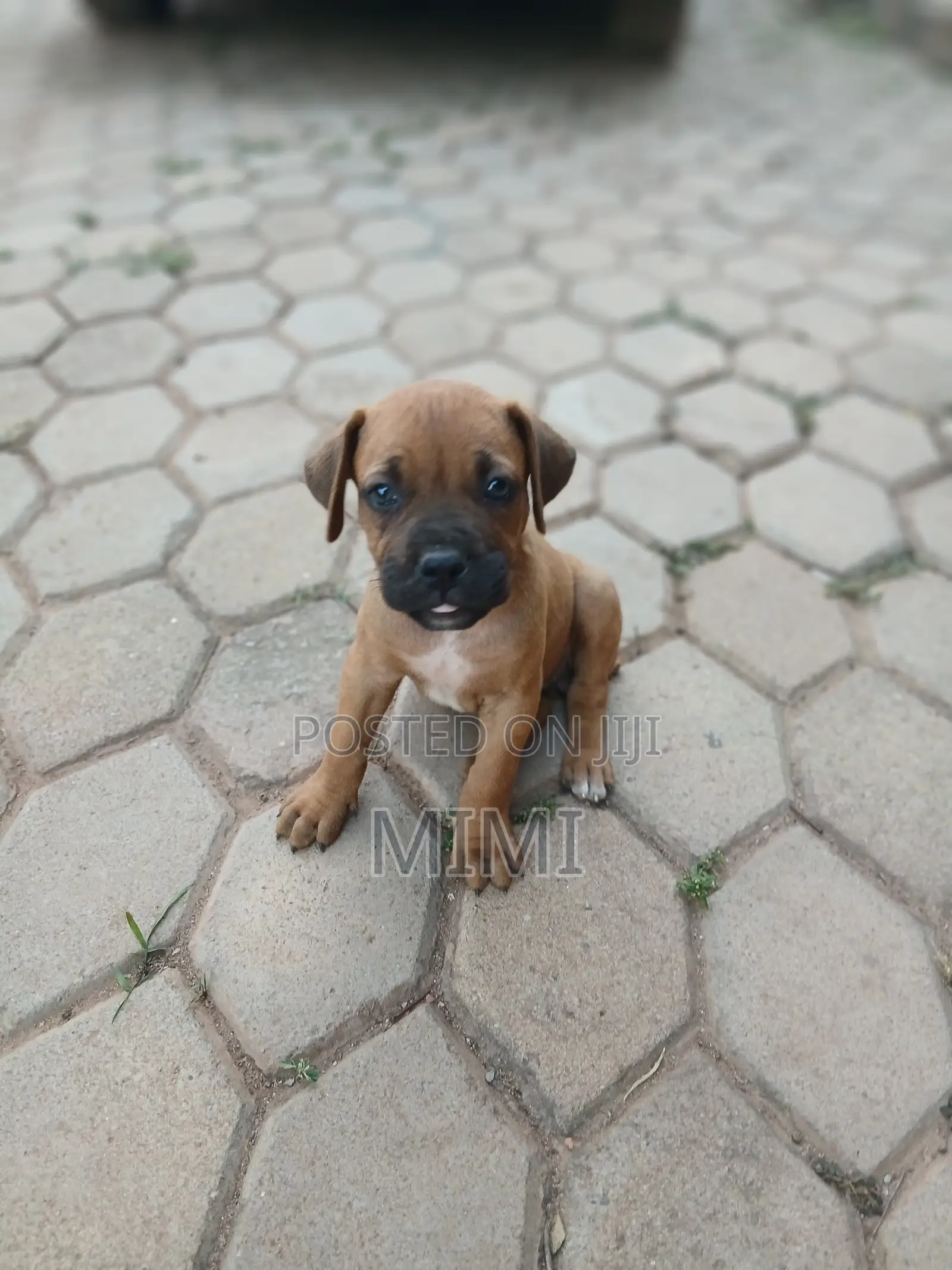 1-3 months Female Purebred Boerboel