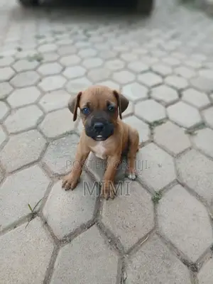 1-3 months Female Purebred Boerboel