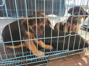 1-3 months Female Purebred German Shepherd