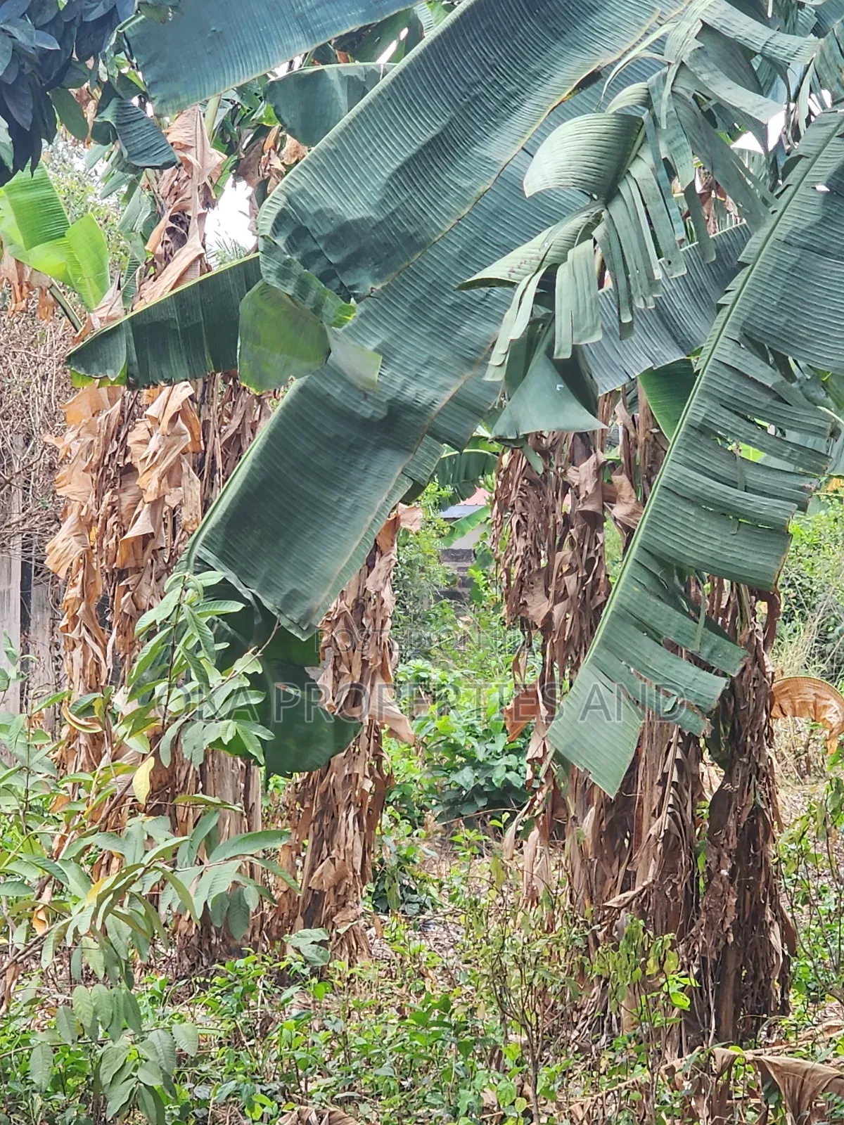 One Acre Land for Sale at Paraku Estate.