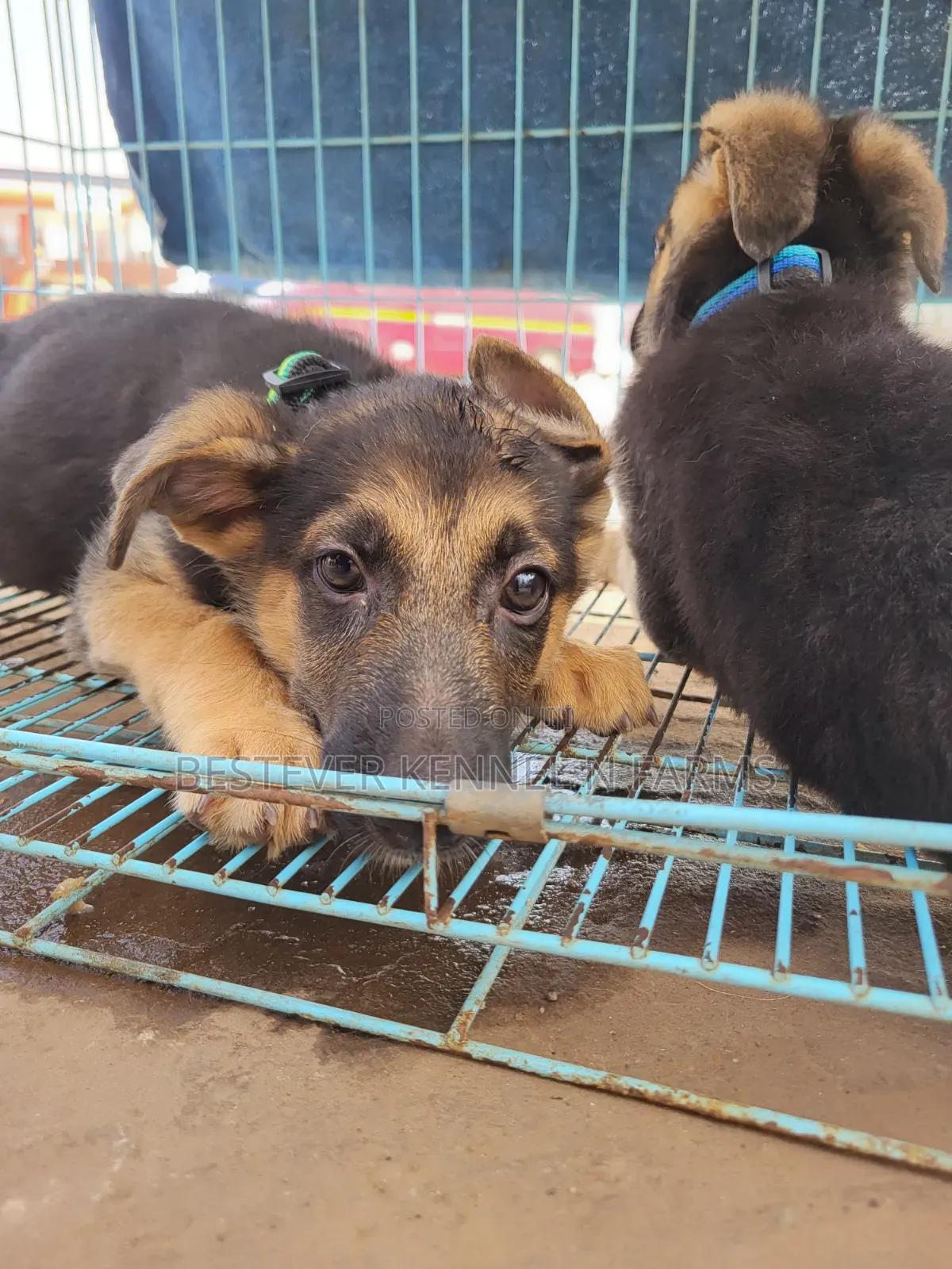 1-3 months Female Purebred German Shepherd