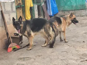 1-3 months Female Purebred German Shepherd