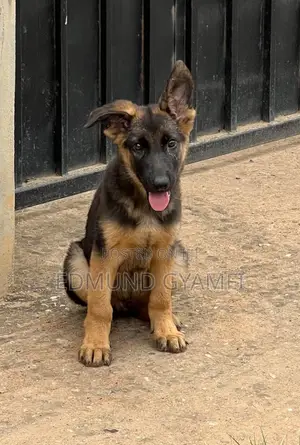 1-3 months Male Purebred German Shepherd