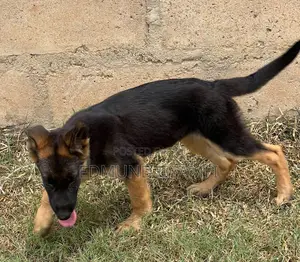 1-3 months Male Purebred German Shepherd
