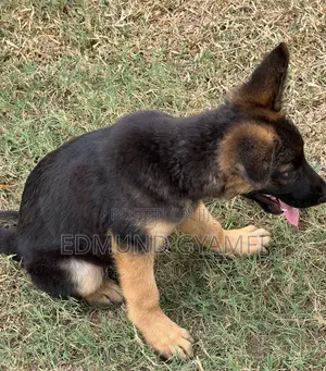 1-3 months Male Purebred German Shepherd