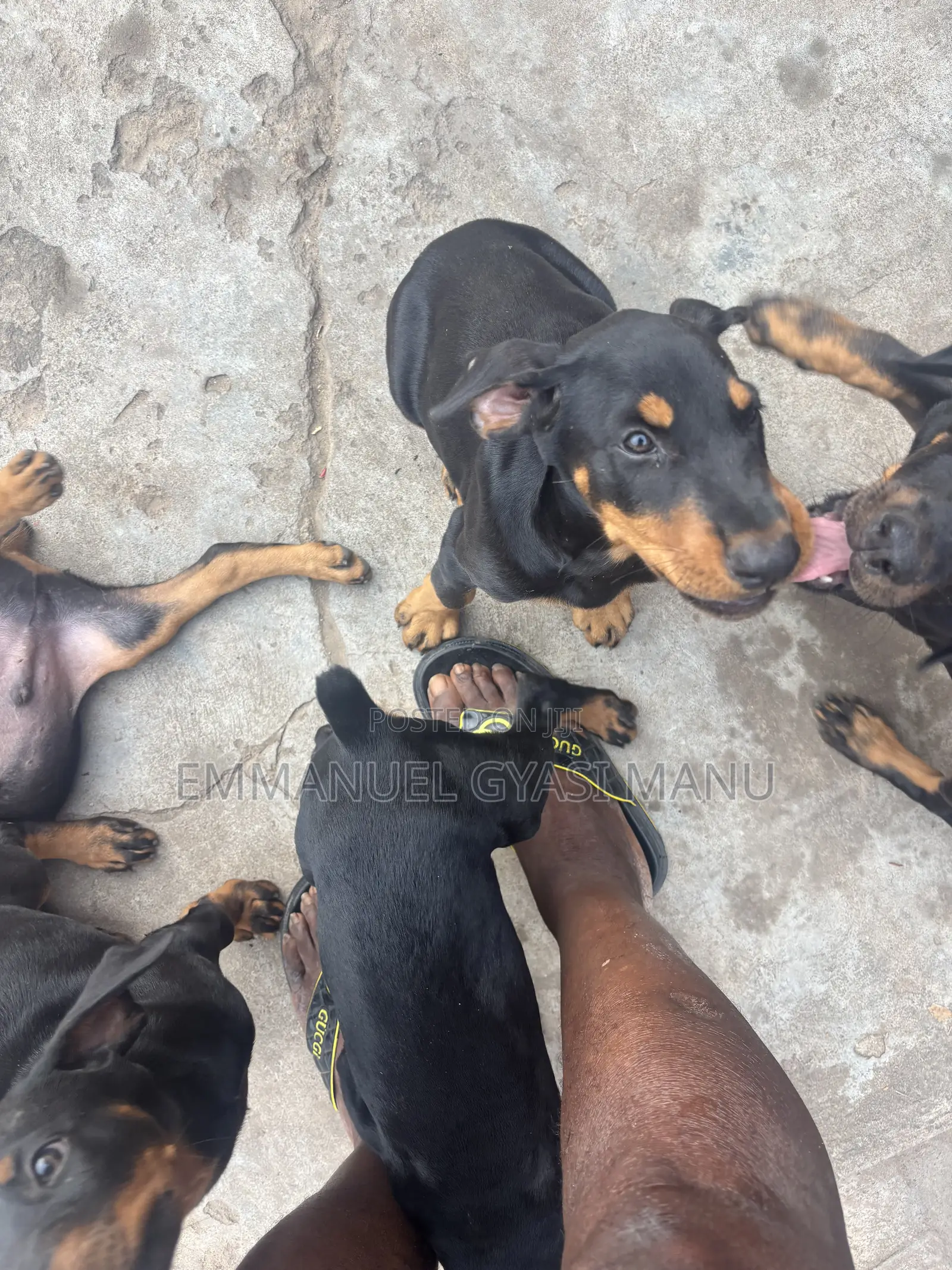 1-3 months Male Purebred Doberman Pinscher