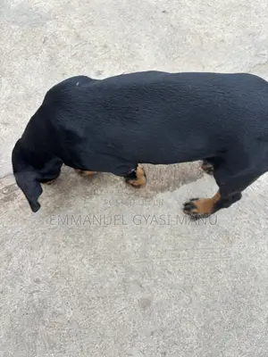 1-3 months Male Purebred Doberman Pinscher