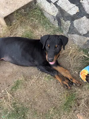 1-3 months Male Purebred Doberman Pinscher