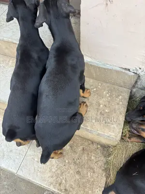 1-3 months Male Purebred Doberman Pinscher