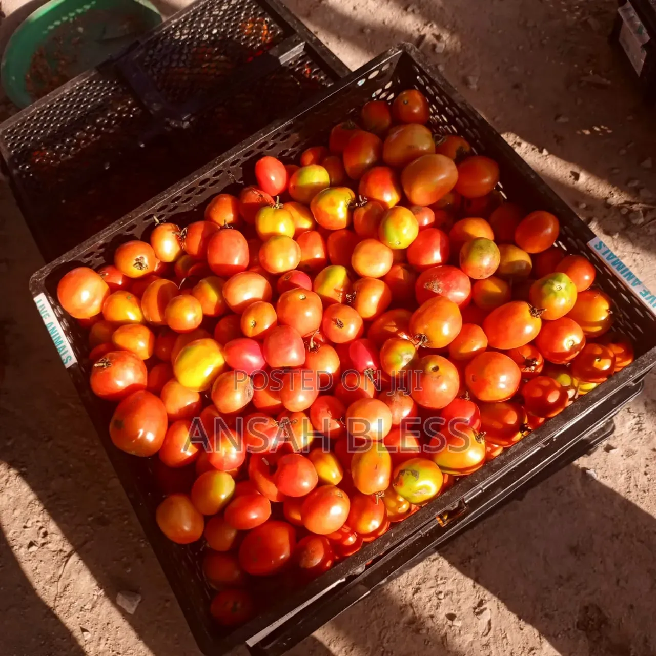 Pure Organic Tomatoes From Farm