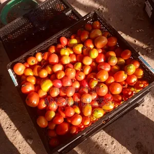 Pure Organic Tomatoes From Farm