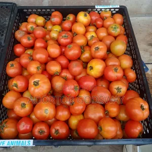 Organic Pure Tomatoes From Aburi Farm