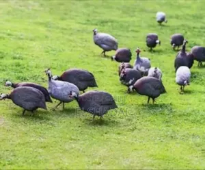 Guinea Fowls