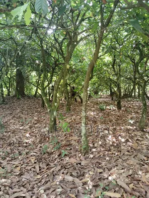 Plot of Land Back of Afari Military Hospital