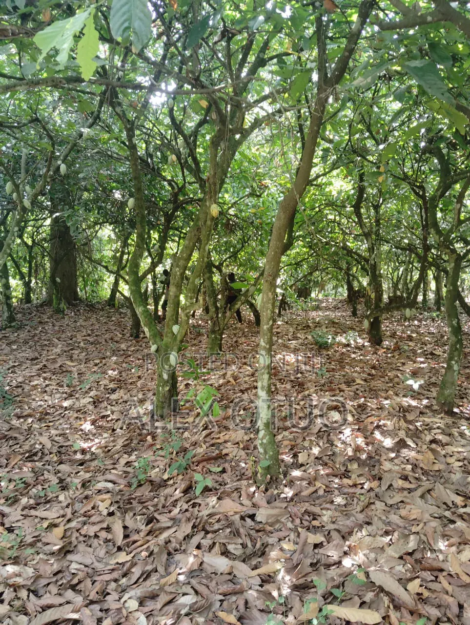 Plot of Land Back of Afari Military Hospital