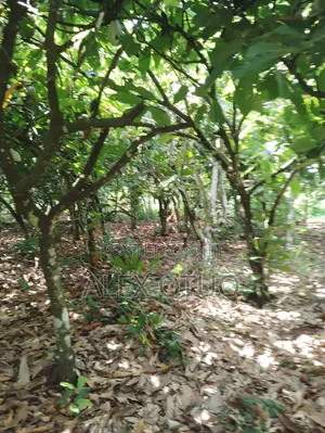 Plot of Land Back of Afari Military Hospital