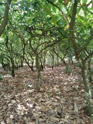 Plot of Land Back of Afari Military Hospital