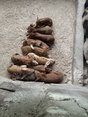 Piglets and Pigs