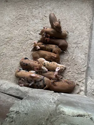 Piglets and Pigs