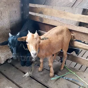 Young and Healthy Goats Available for Sale